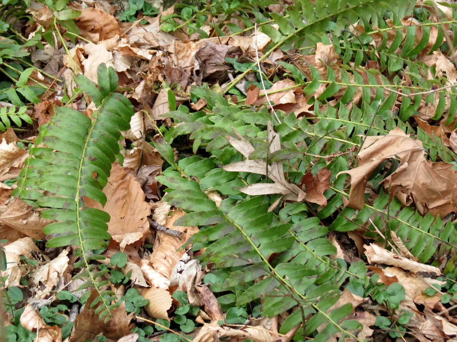 Christmas Fern (Polystichum Acrostichoides) — the Chris&trade;as Fern is hardy; displaying optimal growth in part to full shade and moist, image 75