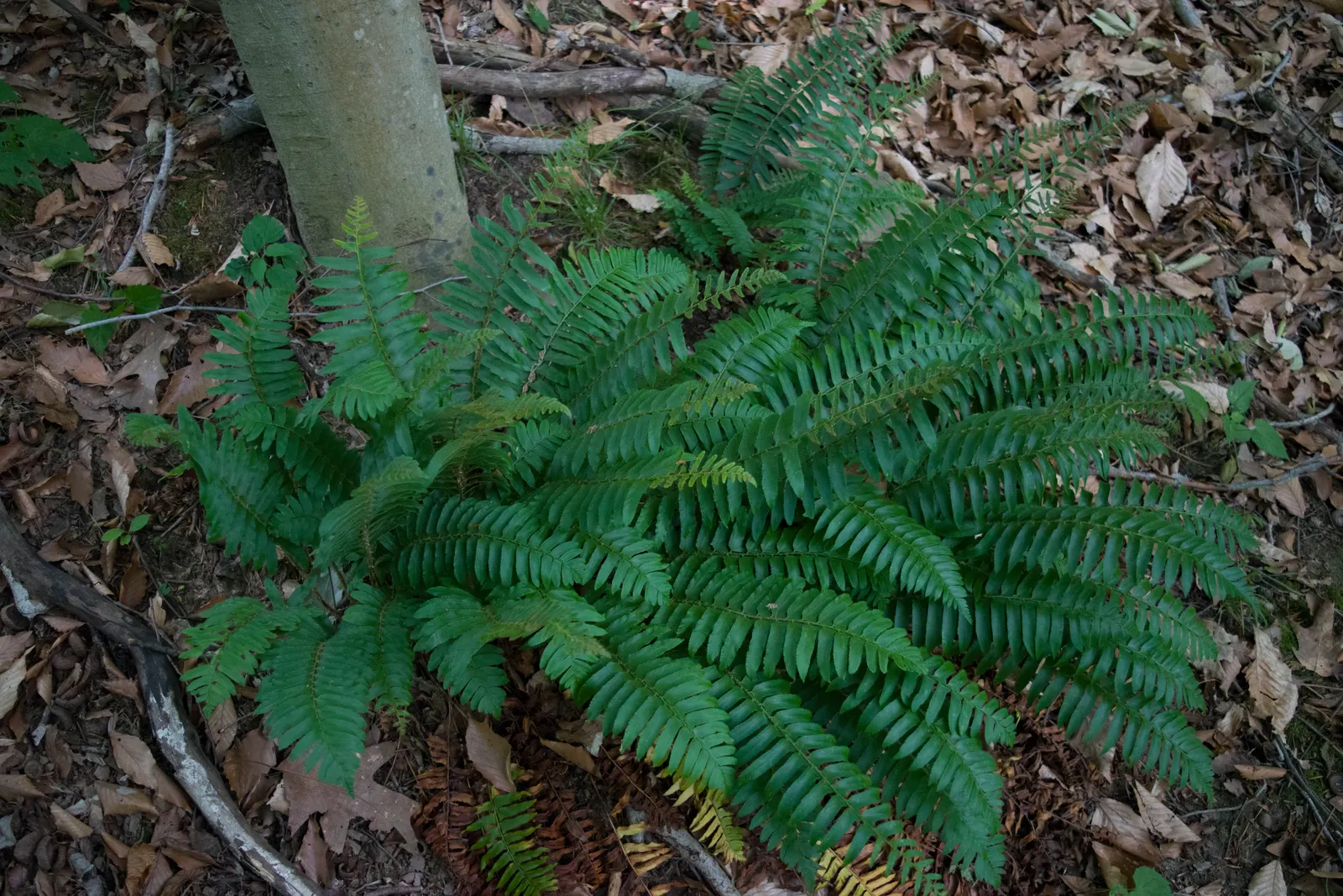 Christmas Fern (Polystichum Acrostichoides) — evergreen fern native to North America; the Christmas fern forms a tidy, image 53