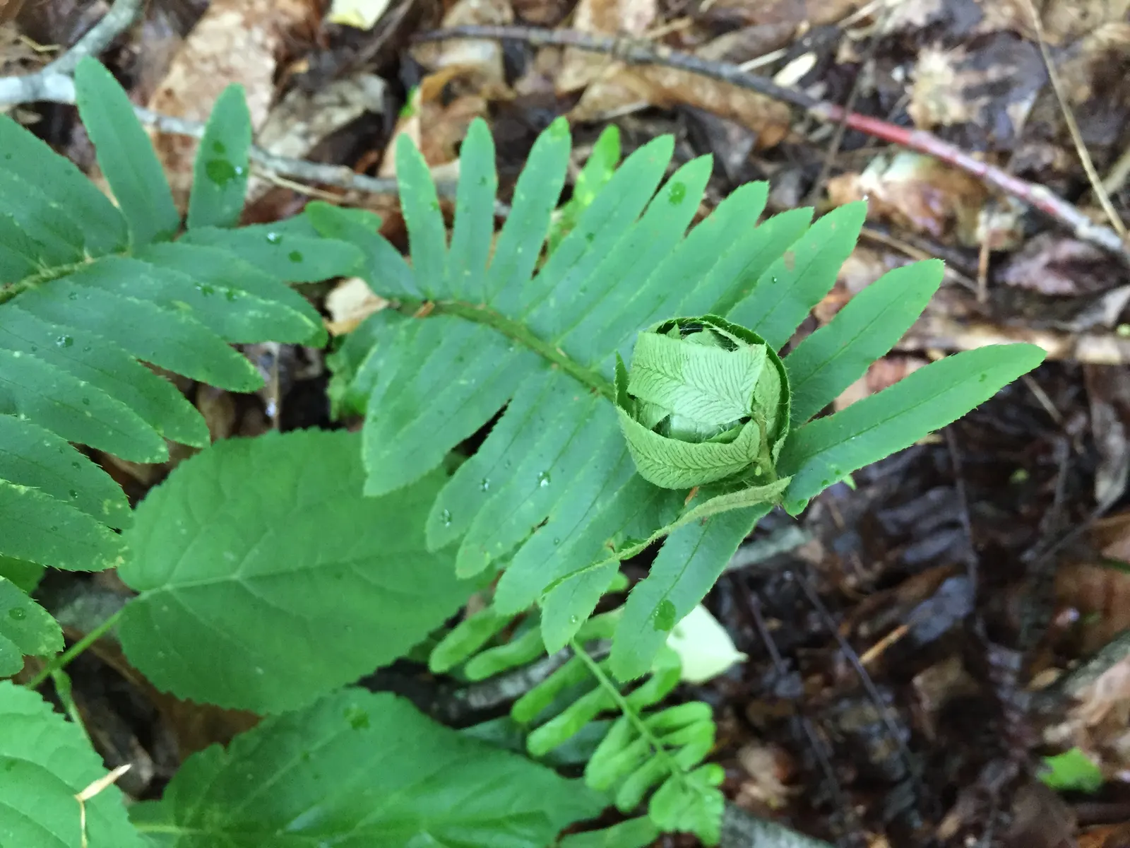 Christmas Fern (Polystichum Acrostichoides) — is an evergreen fern native to North America that provides a verdant touch to shaded garden designs
