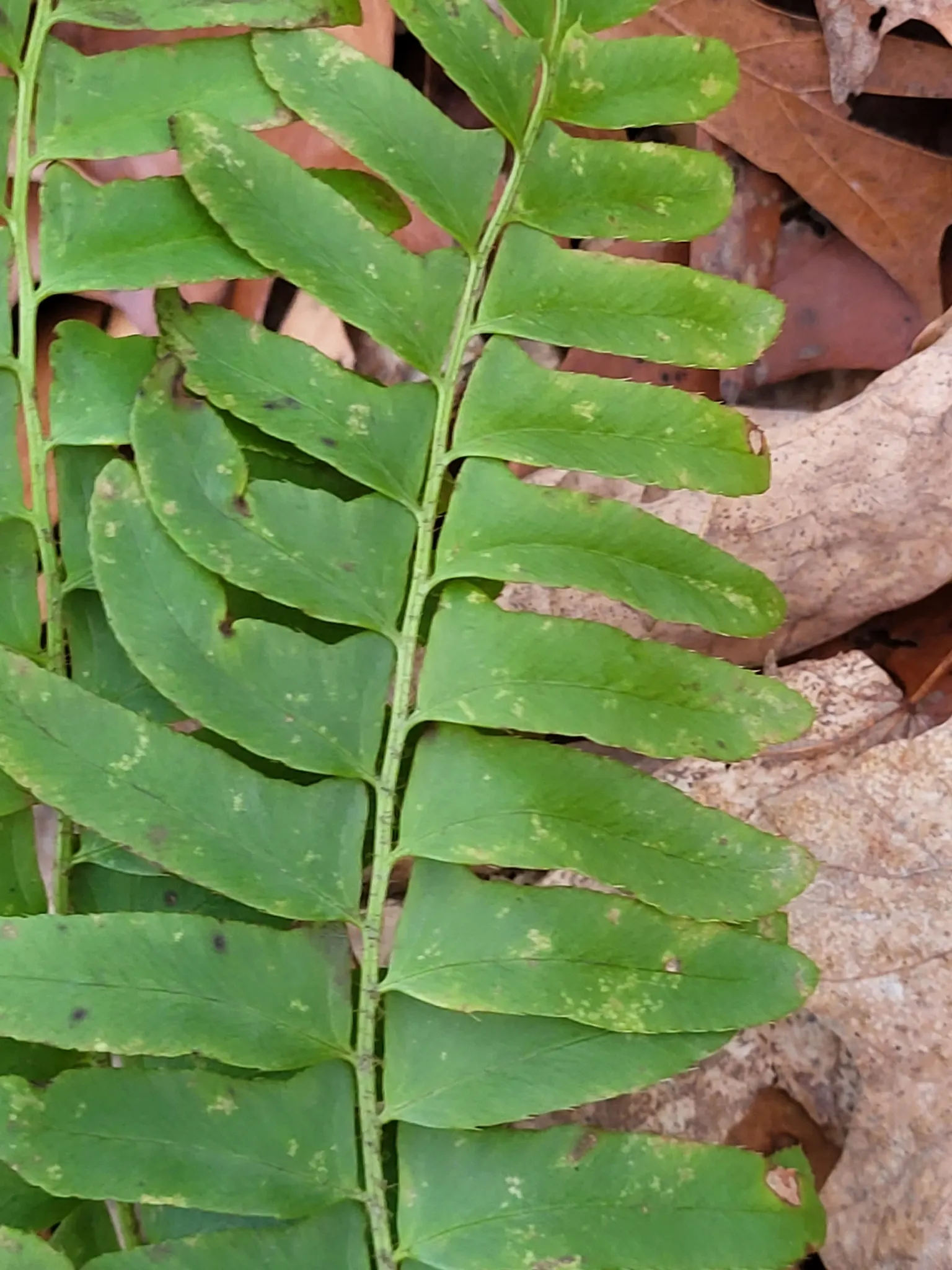 Christmas Fern (Polystichum Acrostichoides) — remaining lush even in winter landscapes; evergreen fern native to North America, image 93