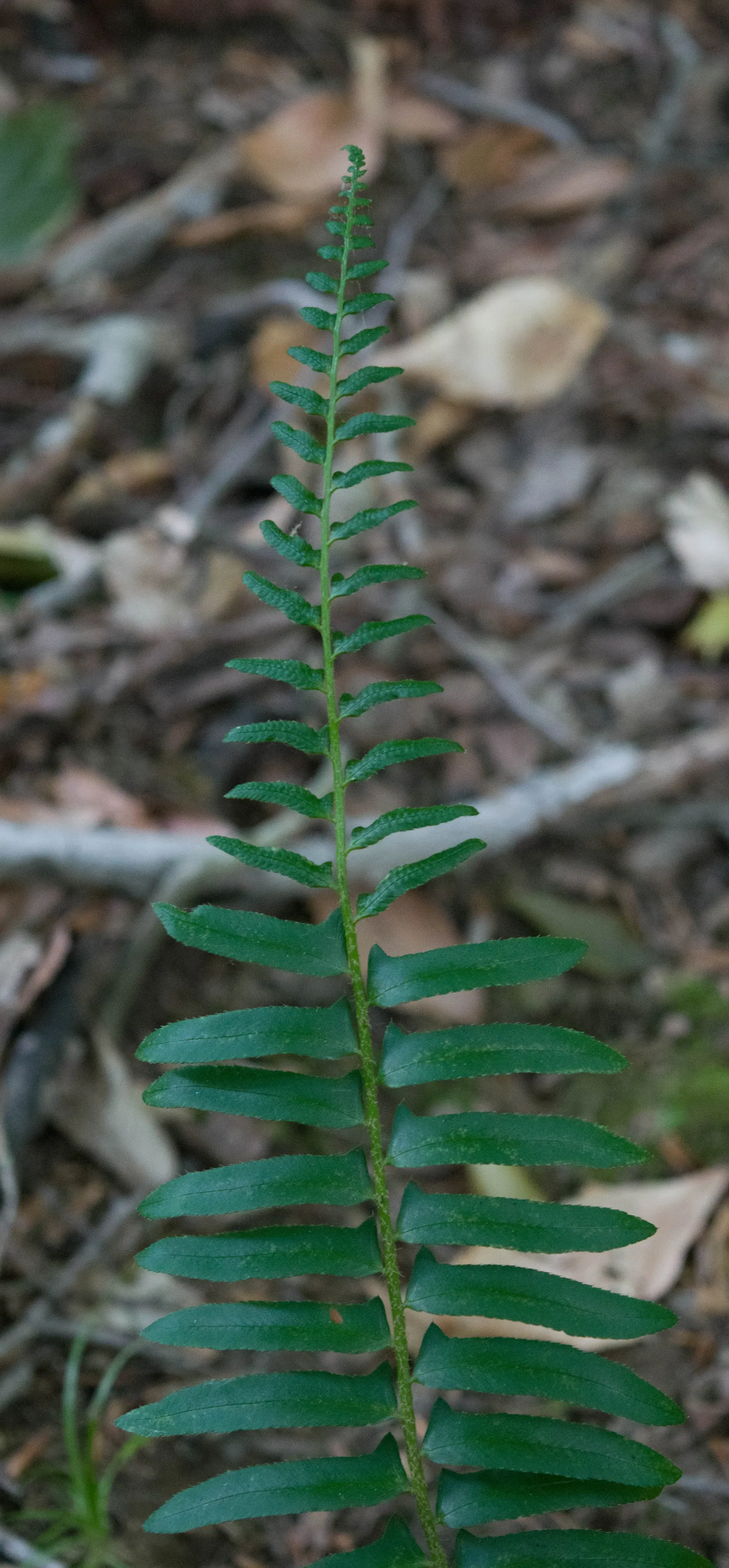 Christmas Fern (Polystichum Acrostichoides) — It also plays a crucial role in erosion control on slopes due to its spreading, clumping habit; fern, image 49