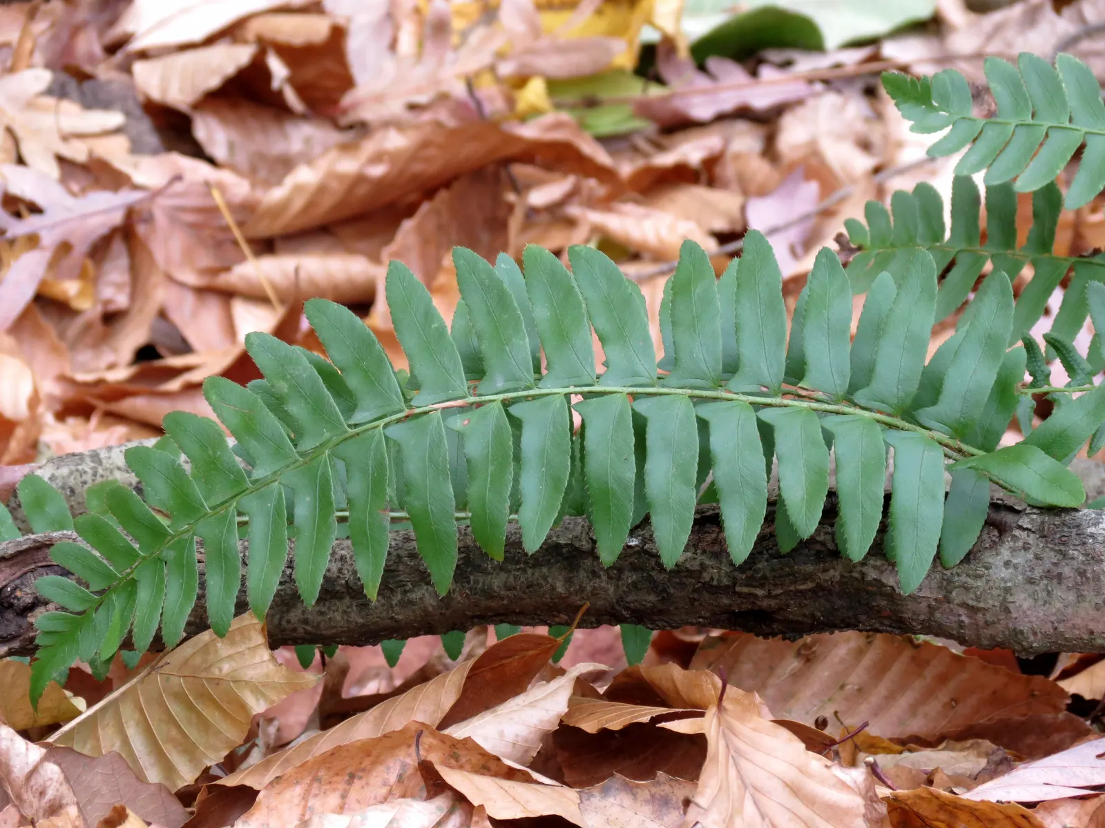 Christmas Fern (Polystichum Acrostichoides) — When including Polystichum acrostichoides in your landscape design; the Chris&trade;as Fern is hardy, image 50