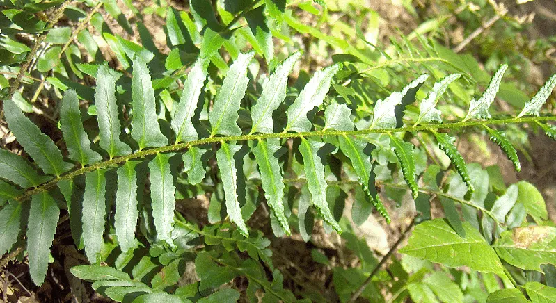 Christmas Fern (Polystichum Acrostichoides) — the Christmas fern forms a tidy