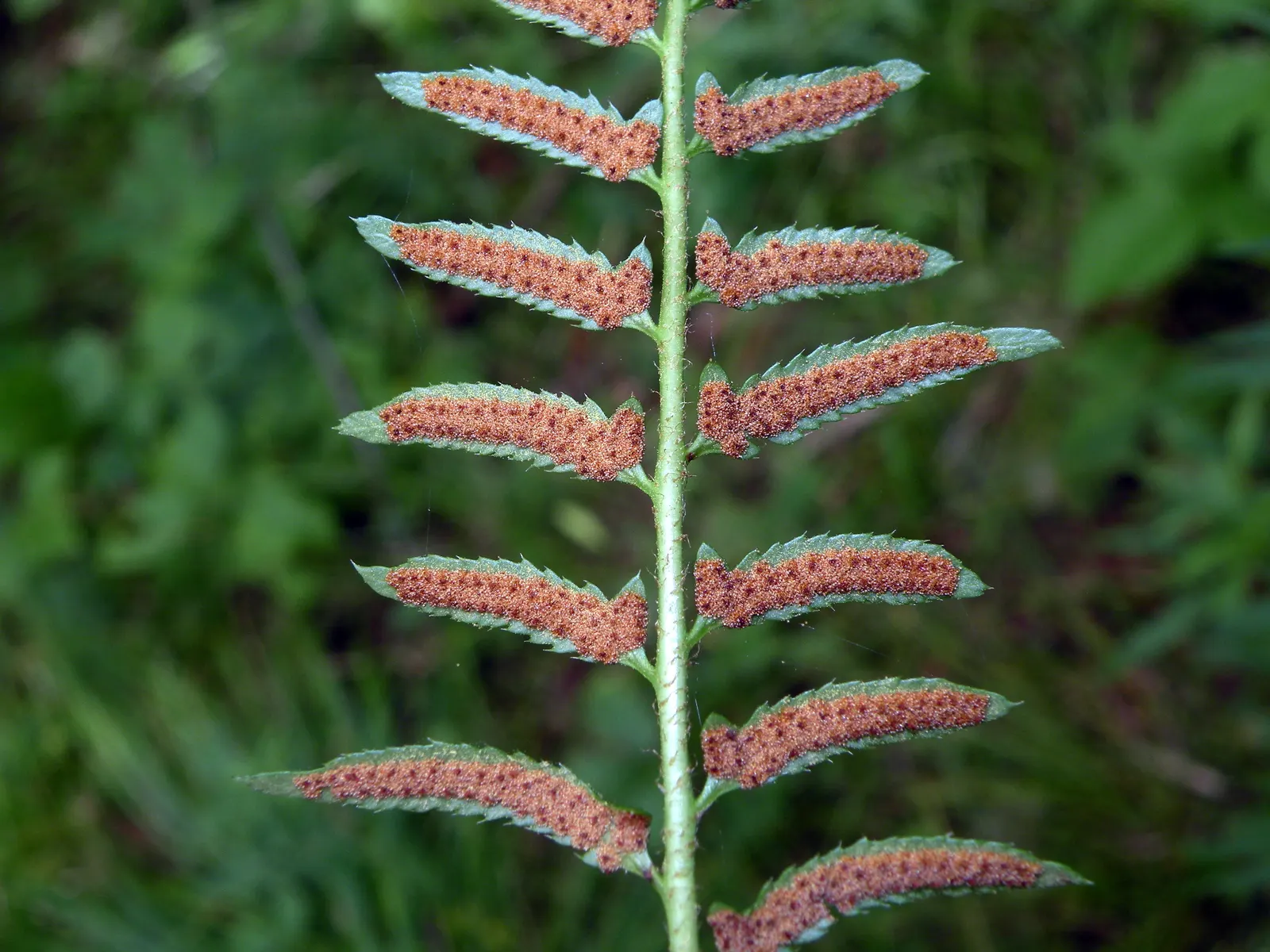 Christmas Fern (Polystichum Acrostichoides) — evergreen fern native to North America; the Christmas fern forms a tidy, image 36