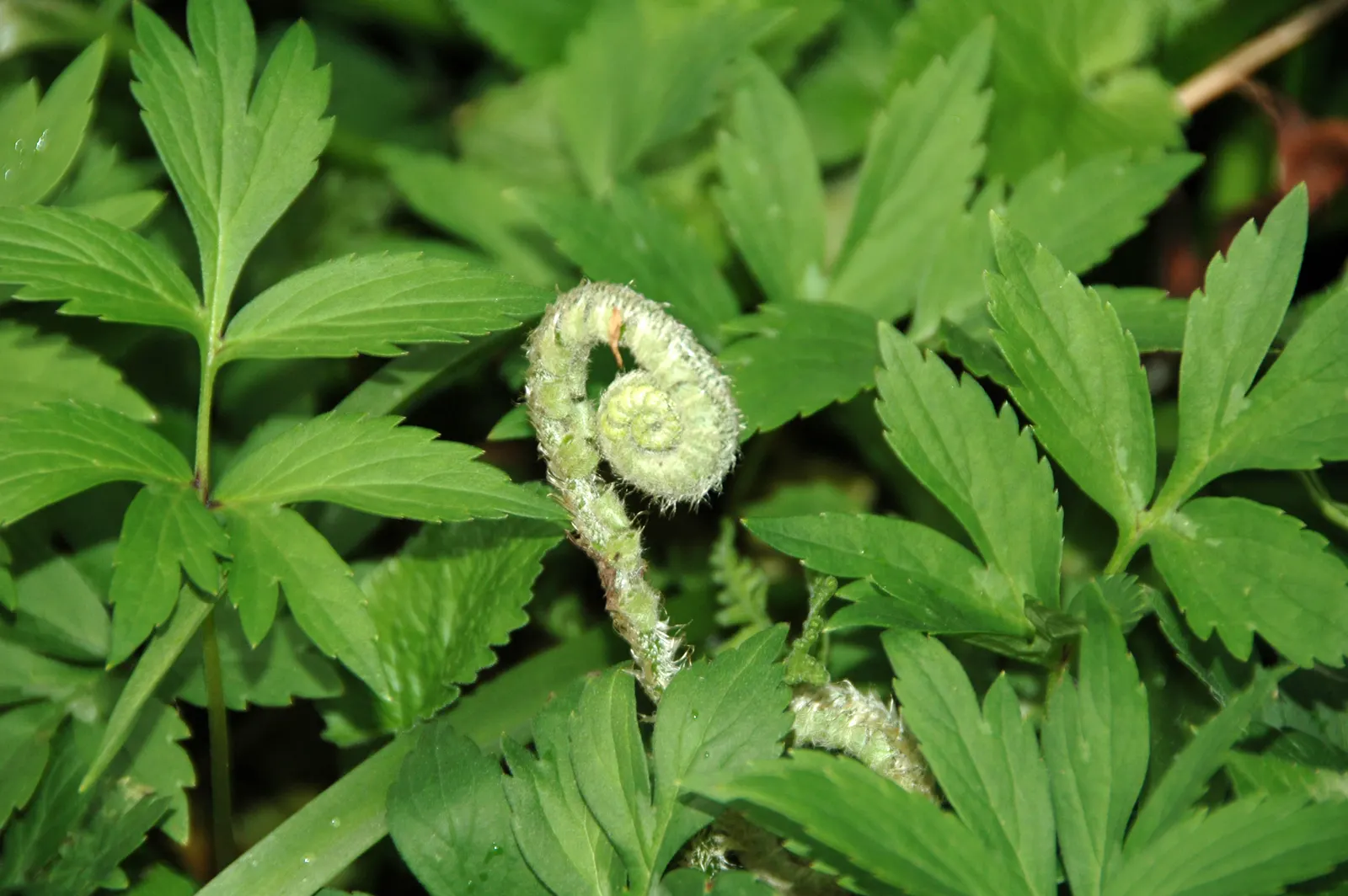 Christmas Fern (Polystichum Acrostichoides) — It also plays a crucial role in erosion control on slopes due to its spreading, clumping habit