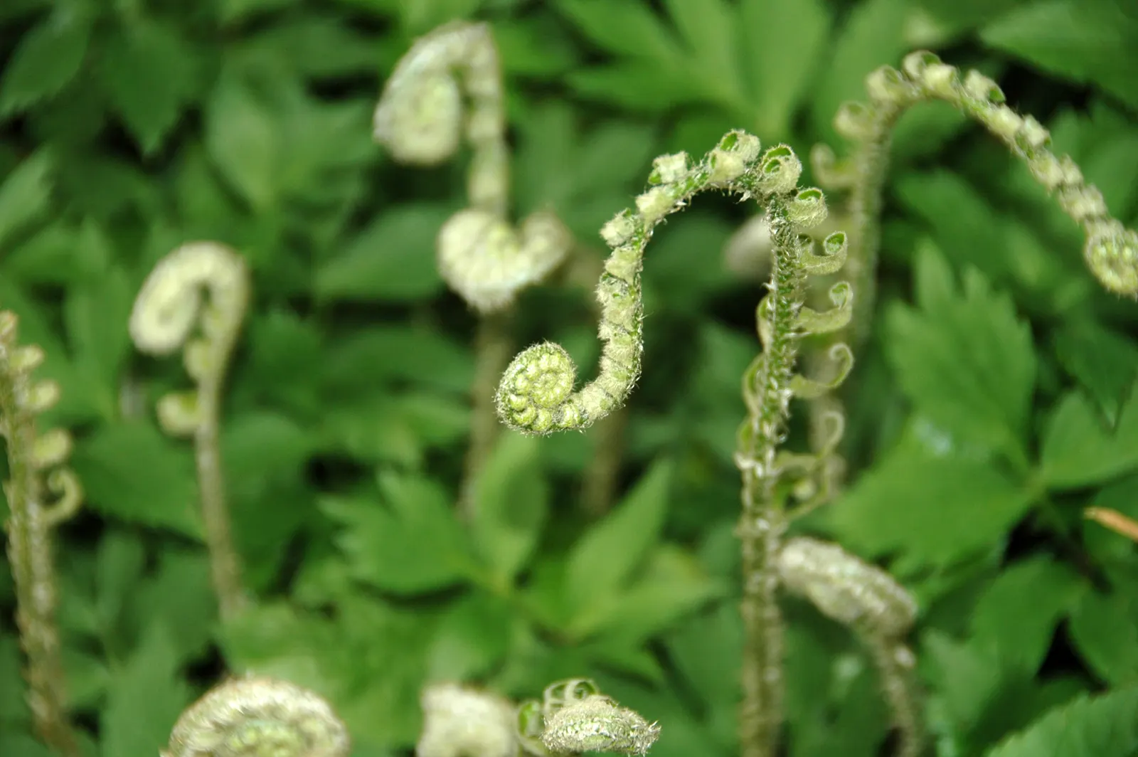 Christmas Fern (Polystichum Acrostichoides) — the Christmas fern forms a tidy; ideal for naturalized areas, image 62