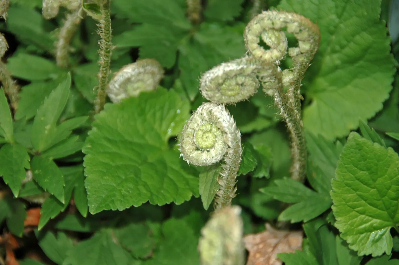 Christmas Fern (Polystichum Acrostichoides) — Ideal for naturalized areas; providing vibrant green color year-round, image 91