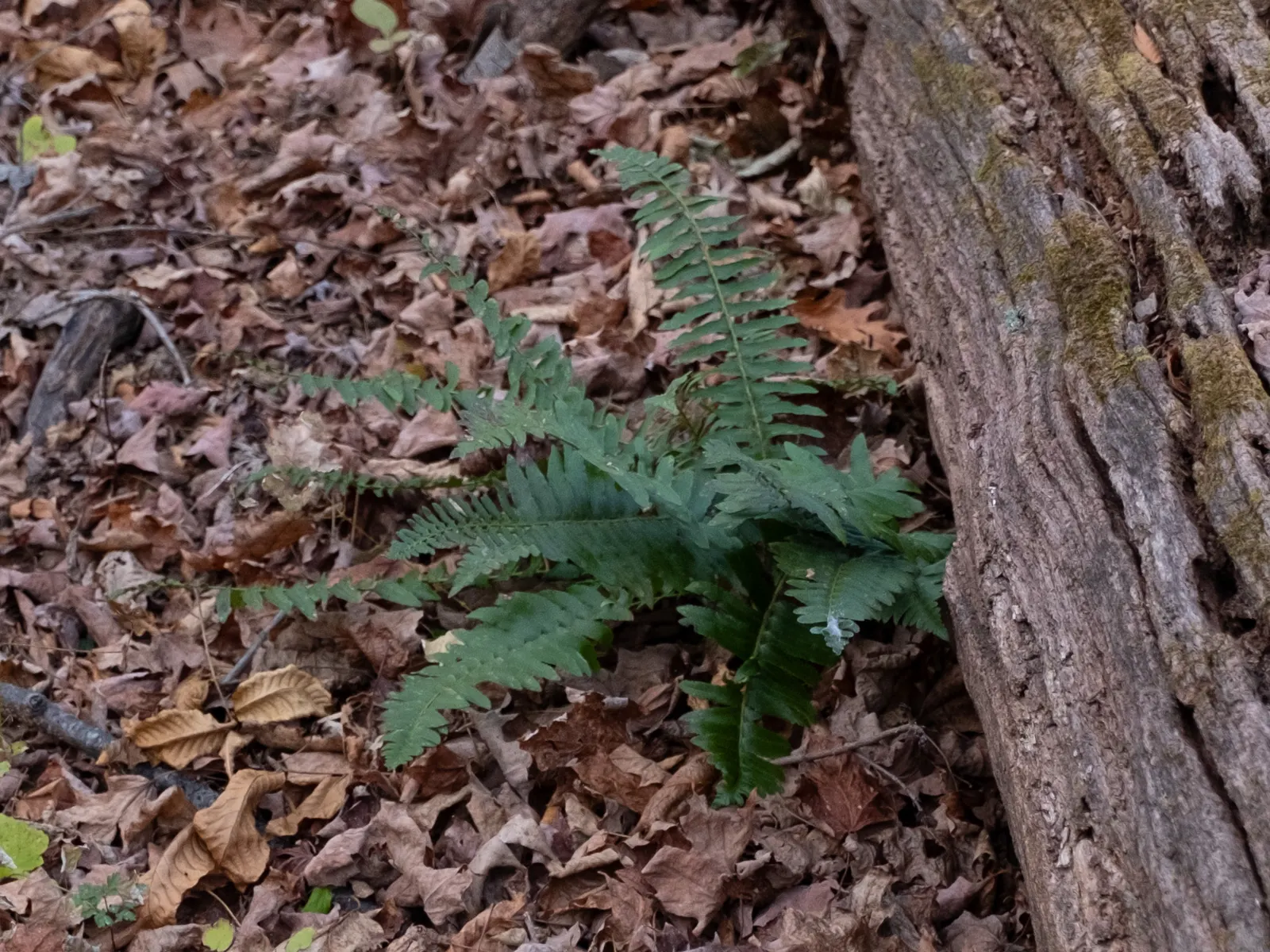 Christmas Fern (Polystichum Acrostichoides) — displaying optimal growth in part to full shade and moist; acidic to neutral soil with rich organic, image 46