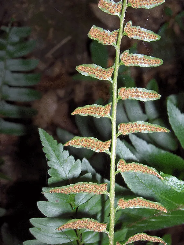 Christmas Fern (Polystichum Acrostichoides) — acidic to neutral soil with rich organic content; it thrives in partial to full shade and prefers, image 64