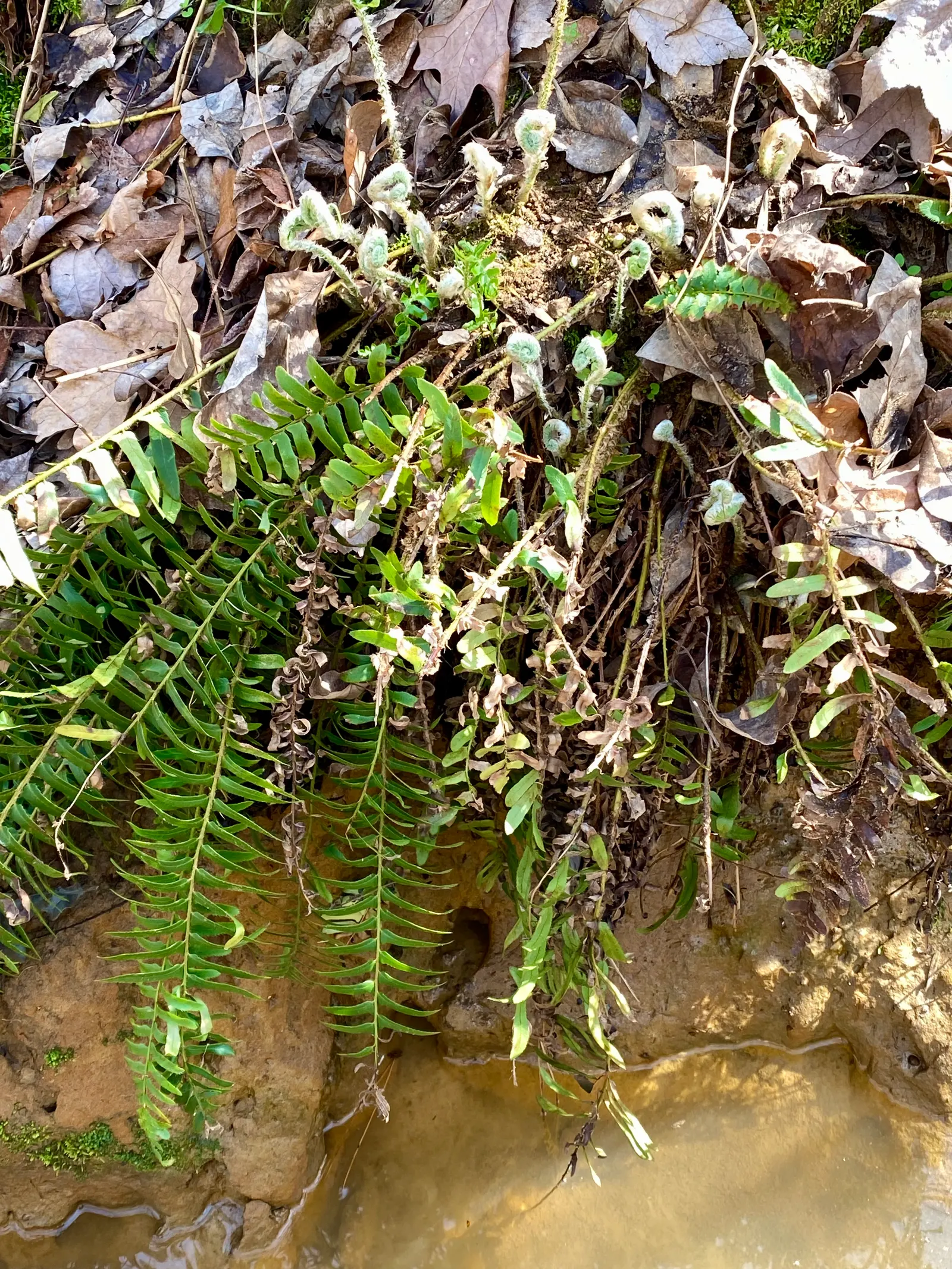 Christmas Fern (Polystichum Acrostichoides) — the Christmas fern is a favorite for both novice and experienced gardeners; is an evergreen fern, image 65