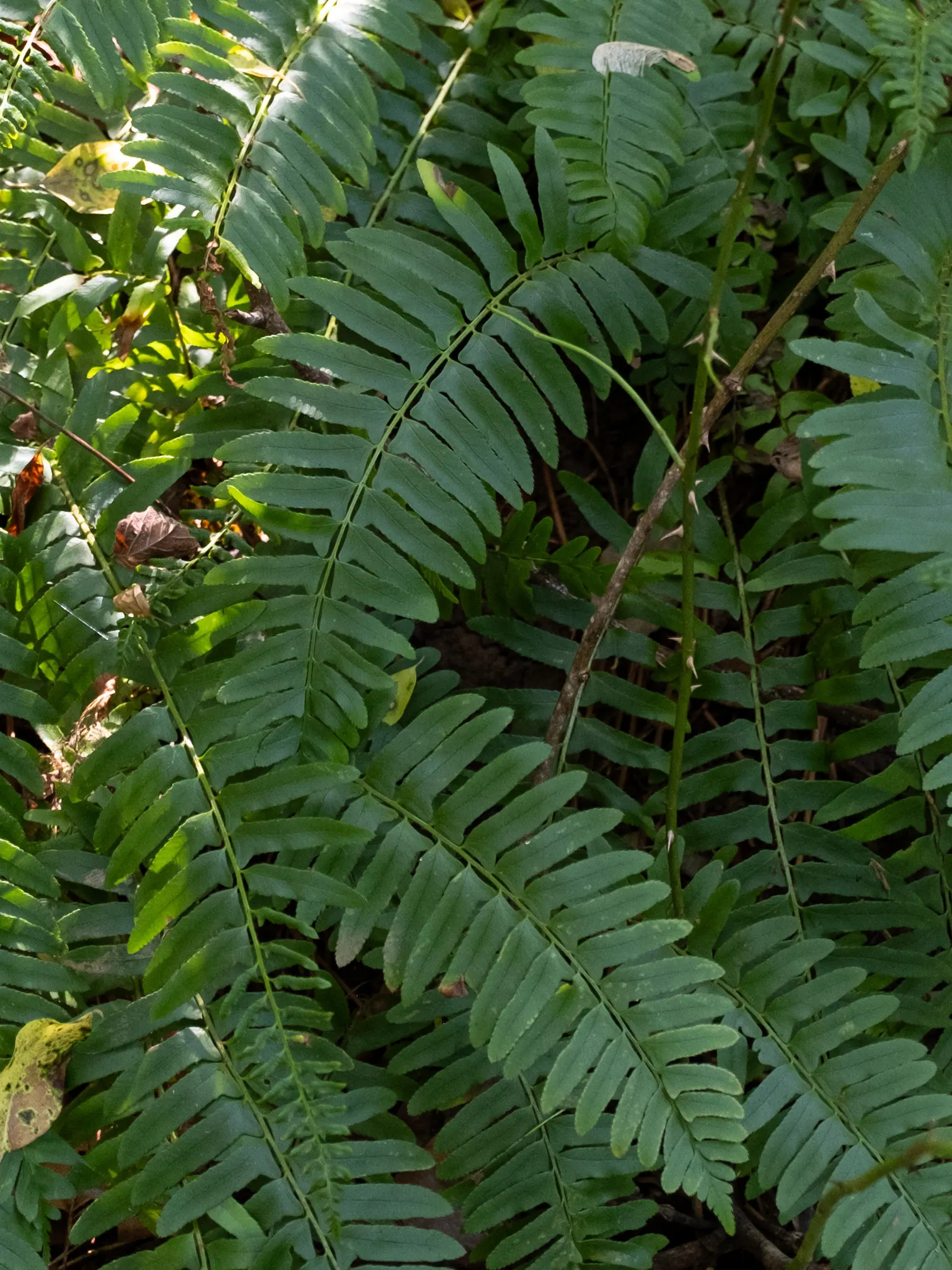 Christmas Fern (Polystichum Acrostichoides) — fern / ground cover for half or shade; the Christmas fern is a favorite for both novice and experienced gardeners