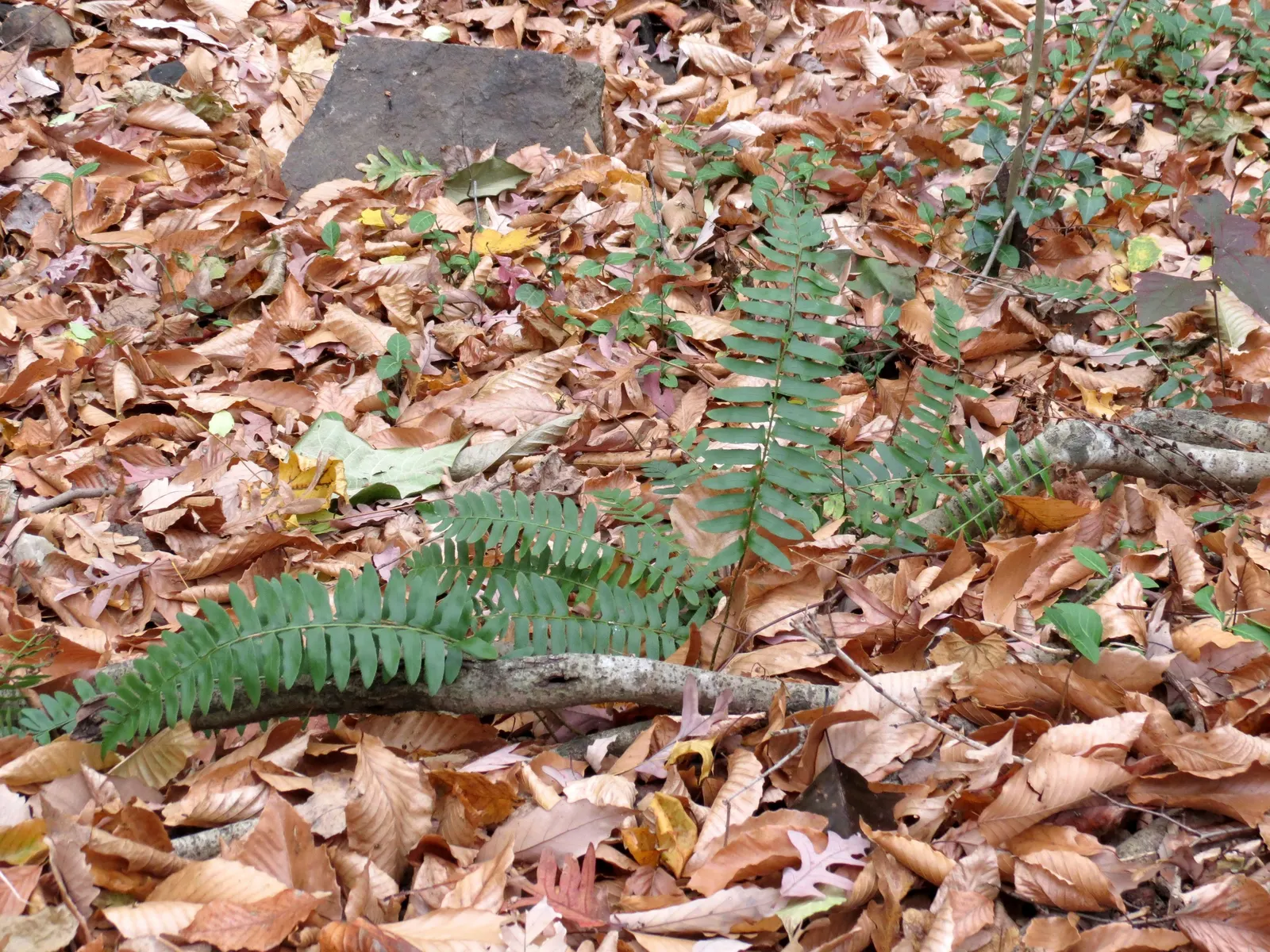 Christmas Fern (Polystichum Acrostichoides) — providing vibrant green color year-round; it also plays a crucial role in erosion control on slopes, image 39