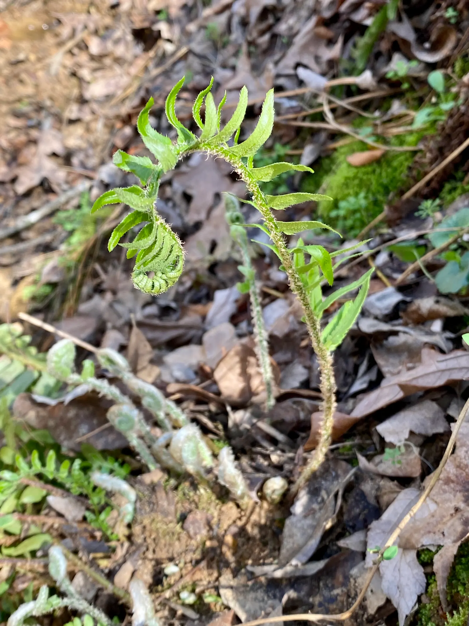 Christmas Fern (Polystichum Acrostichoides) — commonly known as the Chris&trade;as Fern; lance-shaped fronds can reach 1-2 feet in length, image 69