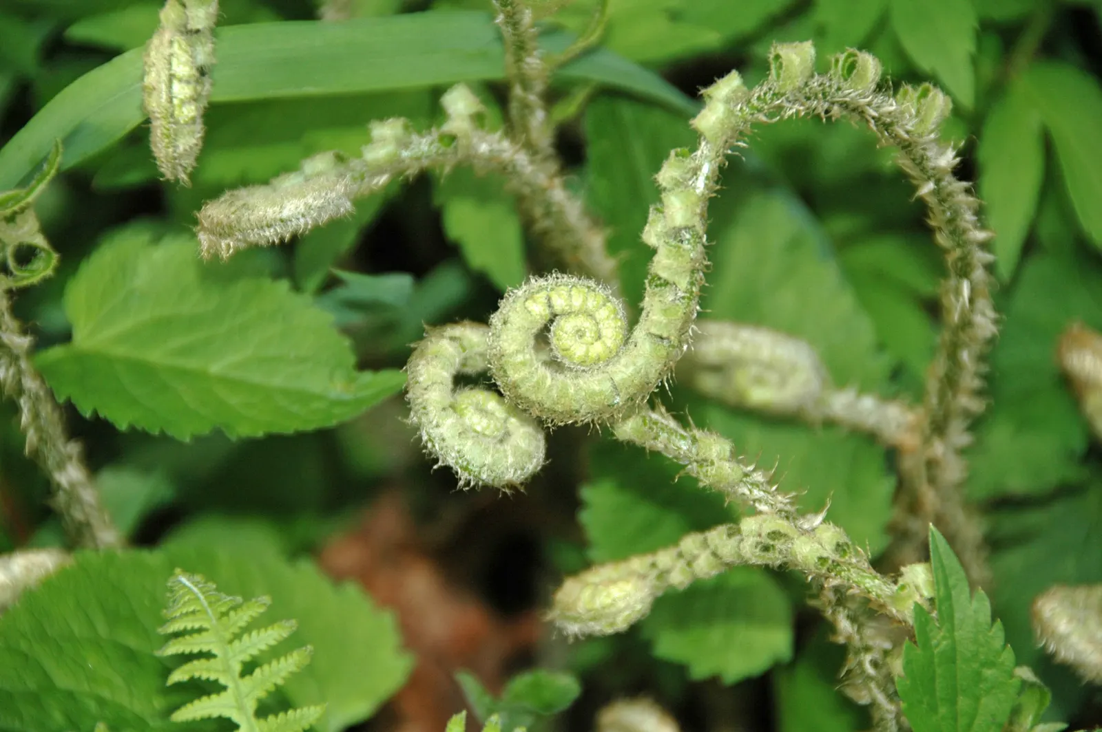 Christmas Fern (Polystichum Acrostichoides) — It also plays a crucial role in erosion control on slopes due to its spreading, clumping habit; fern, image 66
