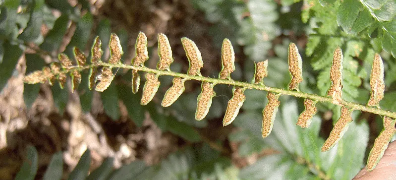 Christmas Fern (Polystichum Acrostichoides) — lance-shaped fronds can reach 1-2 feet in length; remaining lush even in winter landscapes, image 72