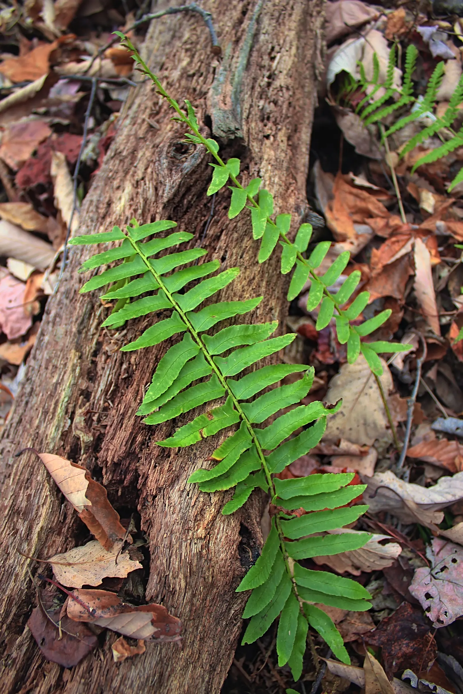 Christmas Fern (Polystichum Acrostichoides) — commonly known as the Chris&trade;as Fern; lance-shaped fronds can reach 1-2 feet in length