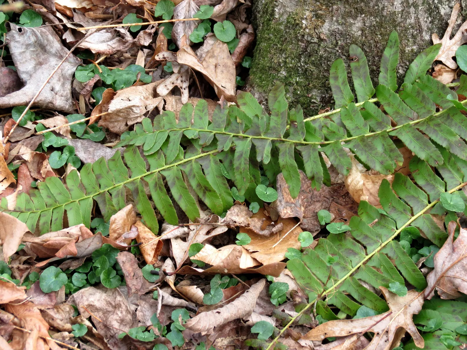 Christmas Fern (Polystichum Acrostichoides) — acidic to neutral soil with rich organic content; it thrives in partial to full shade and prefers moist