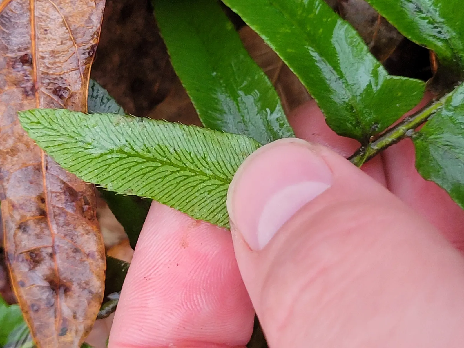Christmas Fern (Polystichum Acrostichoides) — fern / ground cover for half or shade; the Christmas fern is a favorite for both novice and, image 102