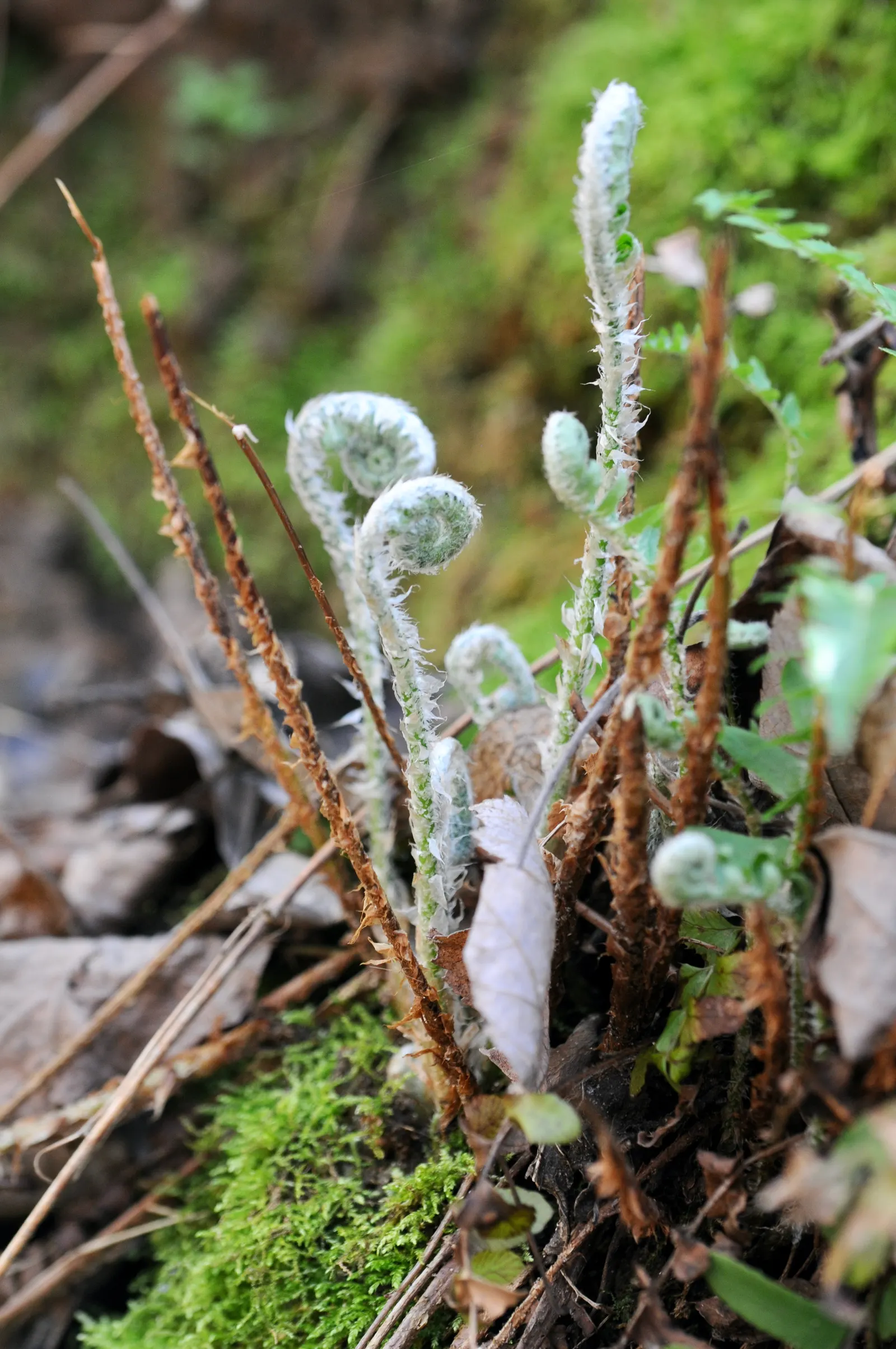 Christmas Fern (Polystichum Acrostichoides) — providing vibrant green color year-round