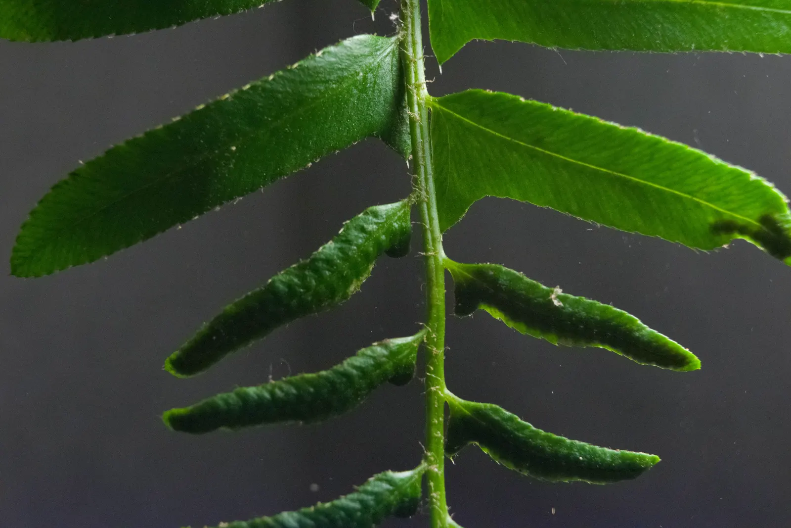 Christmas Fern (Polystichum Acrostichoides) — commonly referred to as the Christmas fern, image 77