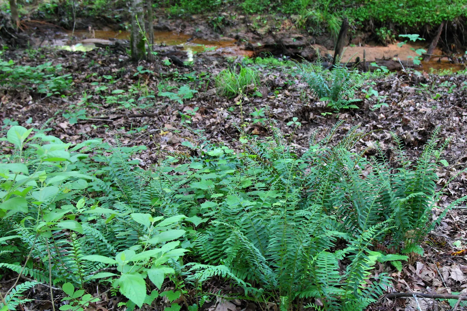 Christmas Fern (Polystichum Acrostichoides) — Ideal for naturalized areas; providing vibrant green color year-round, image 74