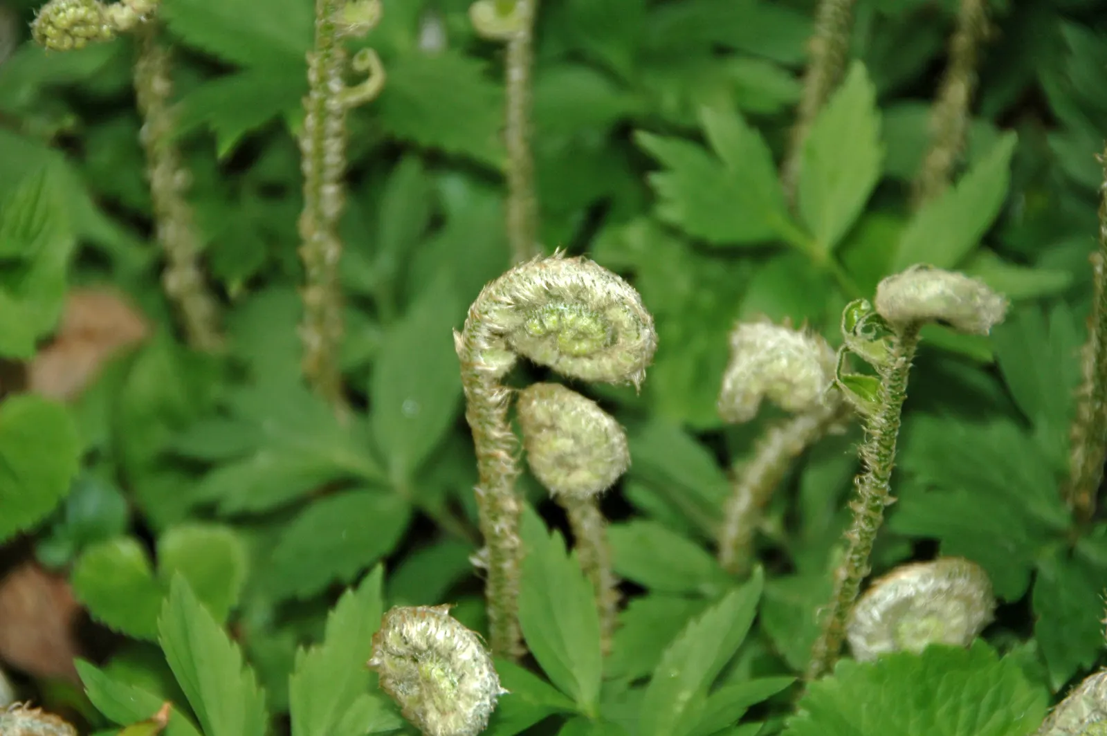 Christmas Fern (Polystichum Acrostichoides) — commonly referred to as the Christmas fern, image 26