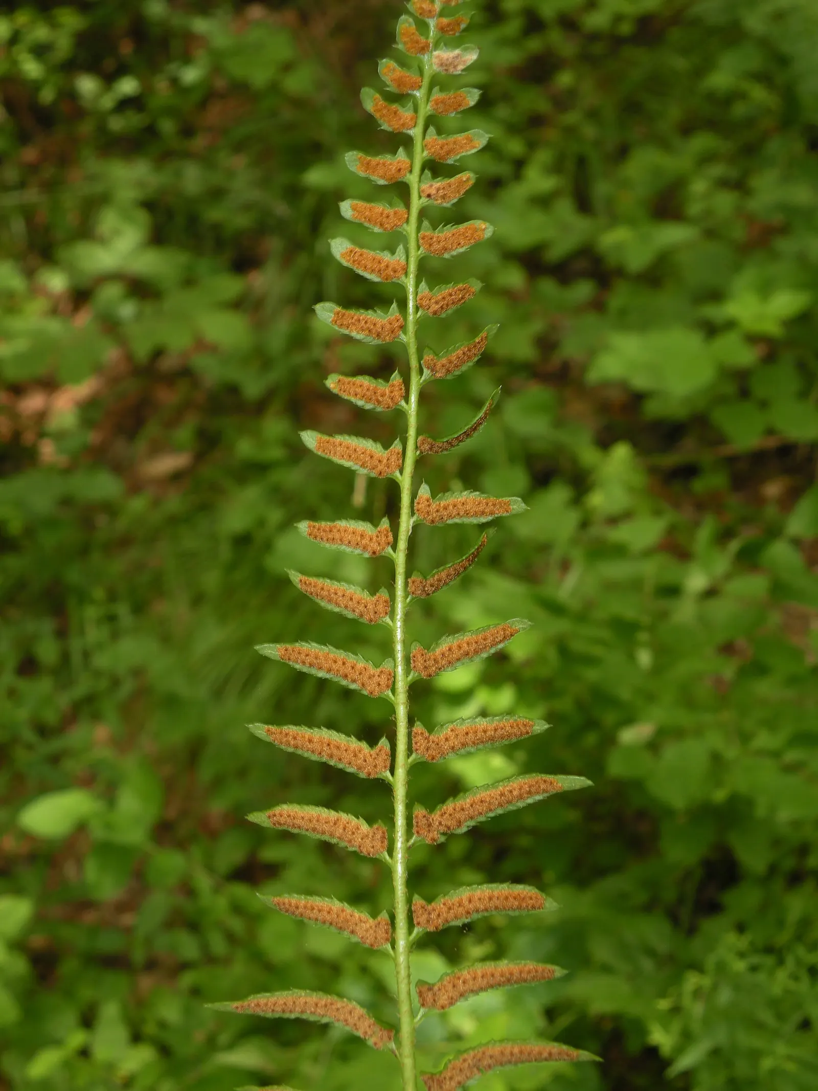 Christmas Fern (Polystichum Acrostichoides) — remaining lush even in winter landscapes; evergreen fern native to North America, image 42