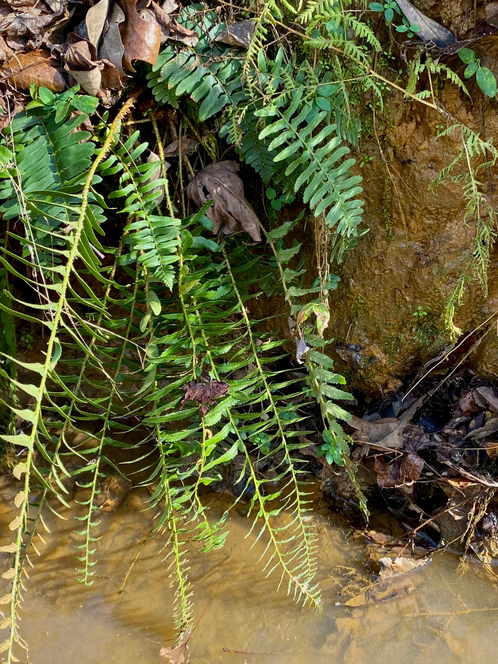 Christmas Fern (Polystichum Acrostichoides) — Ideal for naturalized areas; providing vibrant green color year-round