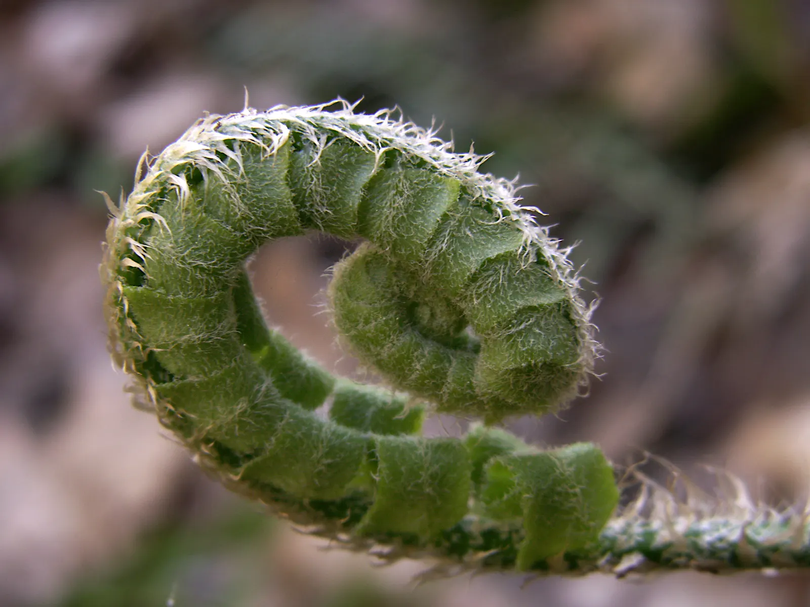 Christmas Fern (Polystichum Acrostichoides) — When including Polystichum acrostichoides in your landscape design; the Chris&trade;as Fern is hardy