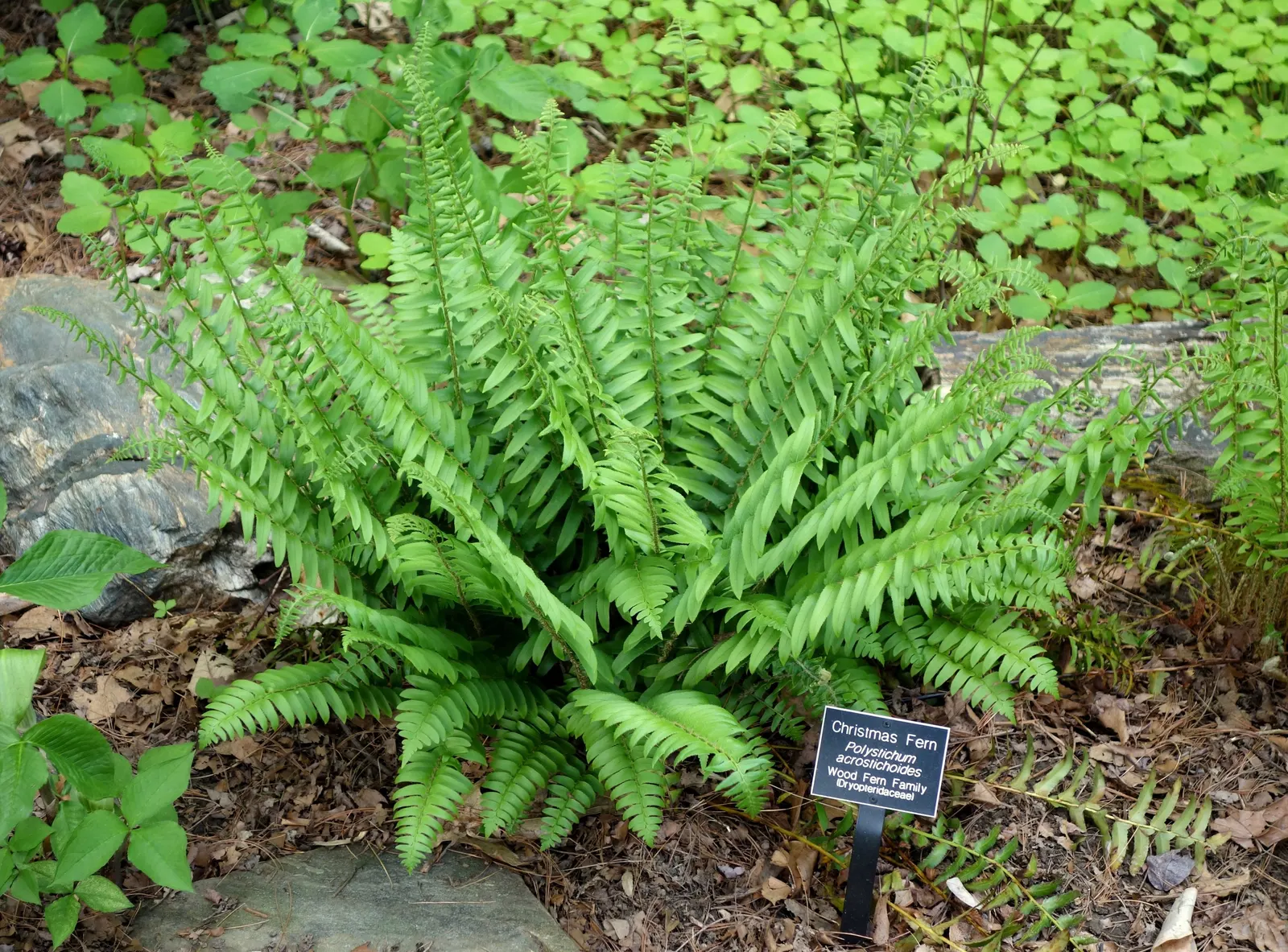 Christmas Fern (Polystichum Acrostichoides) — fern / ground cover for half or shade