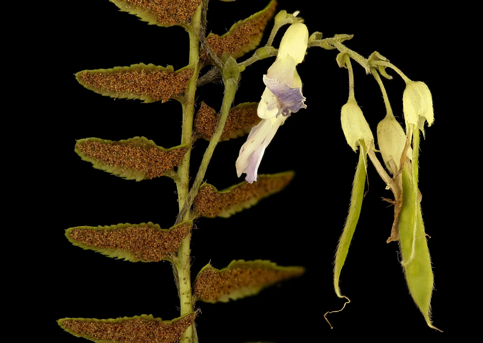 Christmas Fern (Polystichum Acrostichoides) — lance-shaped fronds can reach 1-2 feet in length; remaining lush even in winter landscapes, image 55