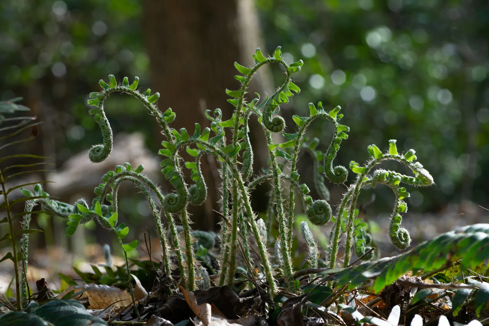 Christmas Fern (Polystichum Acrostichoides) — the Chris&trade;as Fern is hardy; displaying optimal growth in part to full shade and moist, image 92