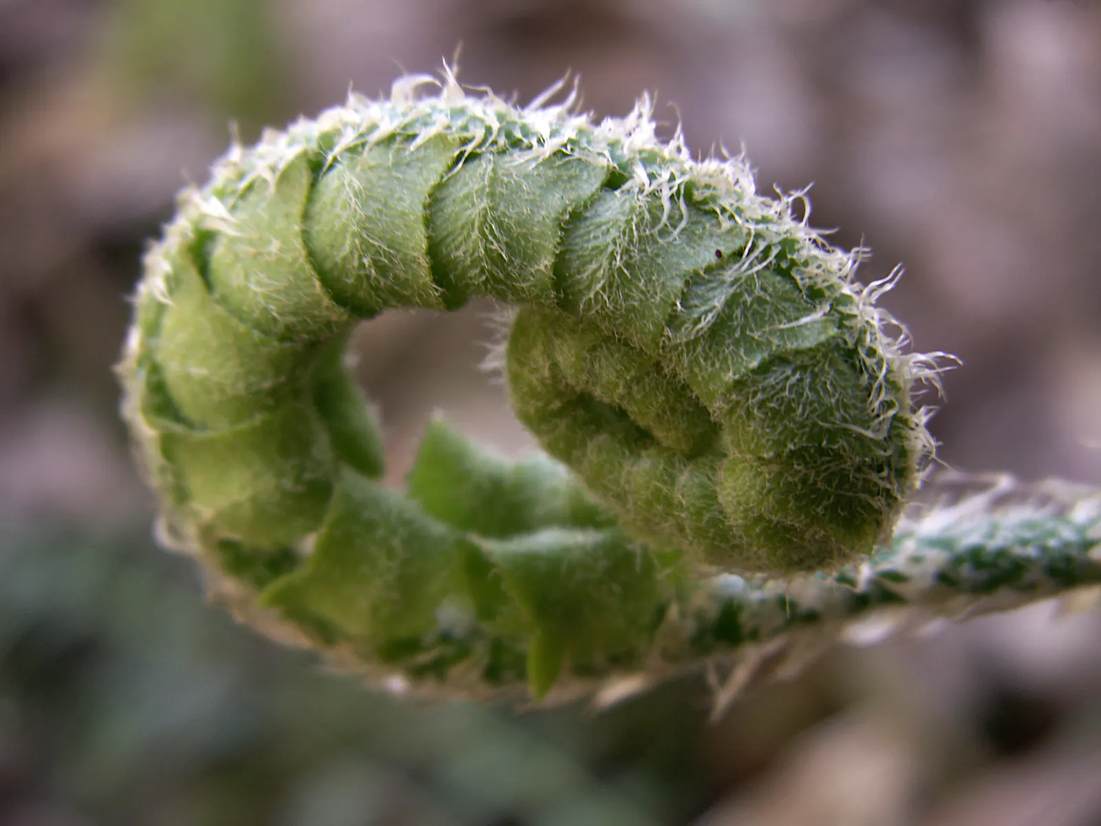 Christmas Fern (Polystichum Acrostichoides) — is an evergreen fern native to North America that provides a verdant touch to shaded garden designs; when