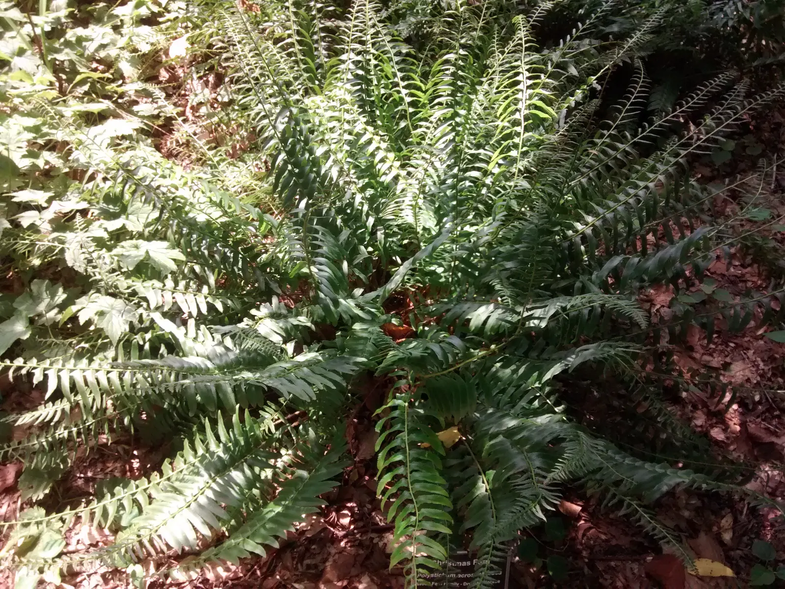Christmas Fern (Polystichum Acrostichoides) — commonly known as the Chris&trade;as Fern; lance-shaped fronds can reach 1-2 feet in length, image 86