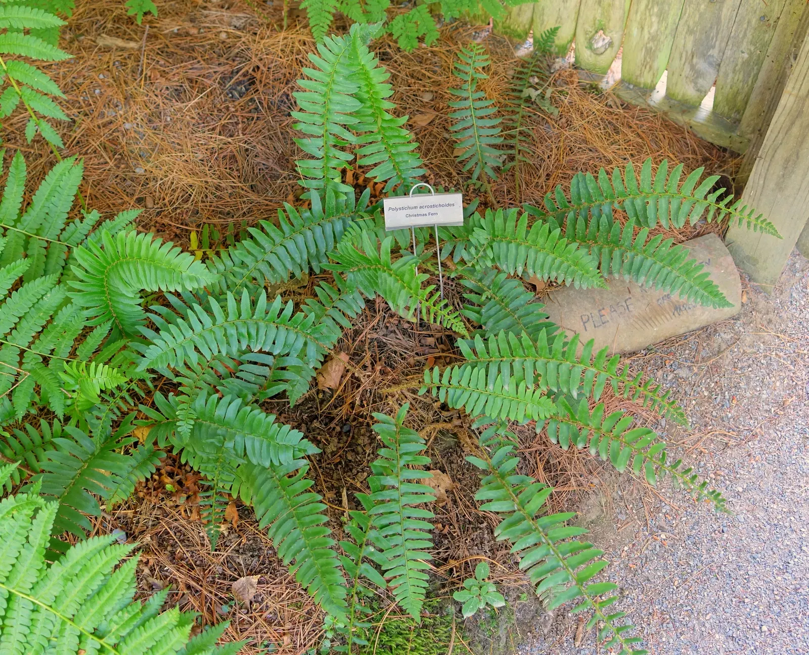 Christmas Fern (Polystichum Acrostichoides) — fern / ground cover for half or shade; the Christmas fern is a favorite for both novice and, image 51