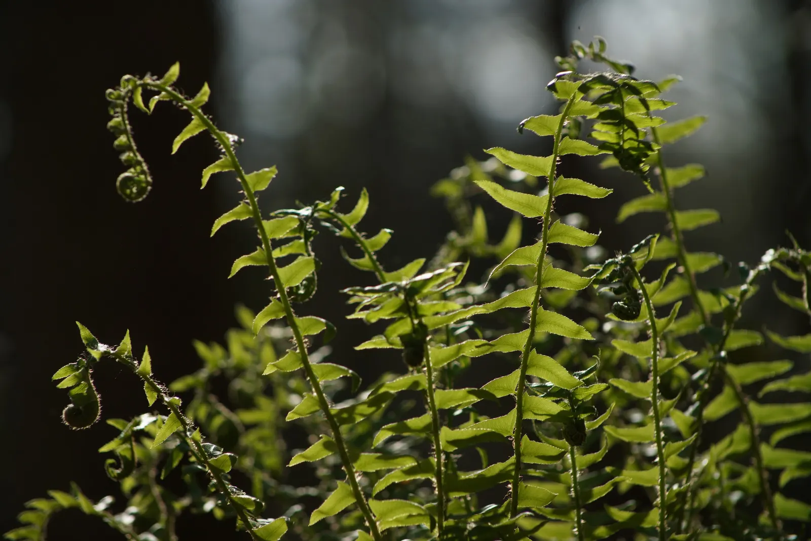 Christmas Fern (Polystichum Acrostichoides) — is an evergreen fern native to North America that provides a verdant touch to shaded garden designs, image 78
