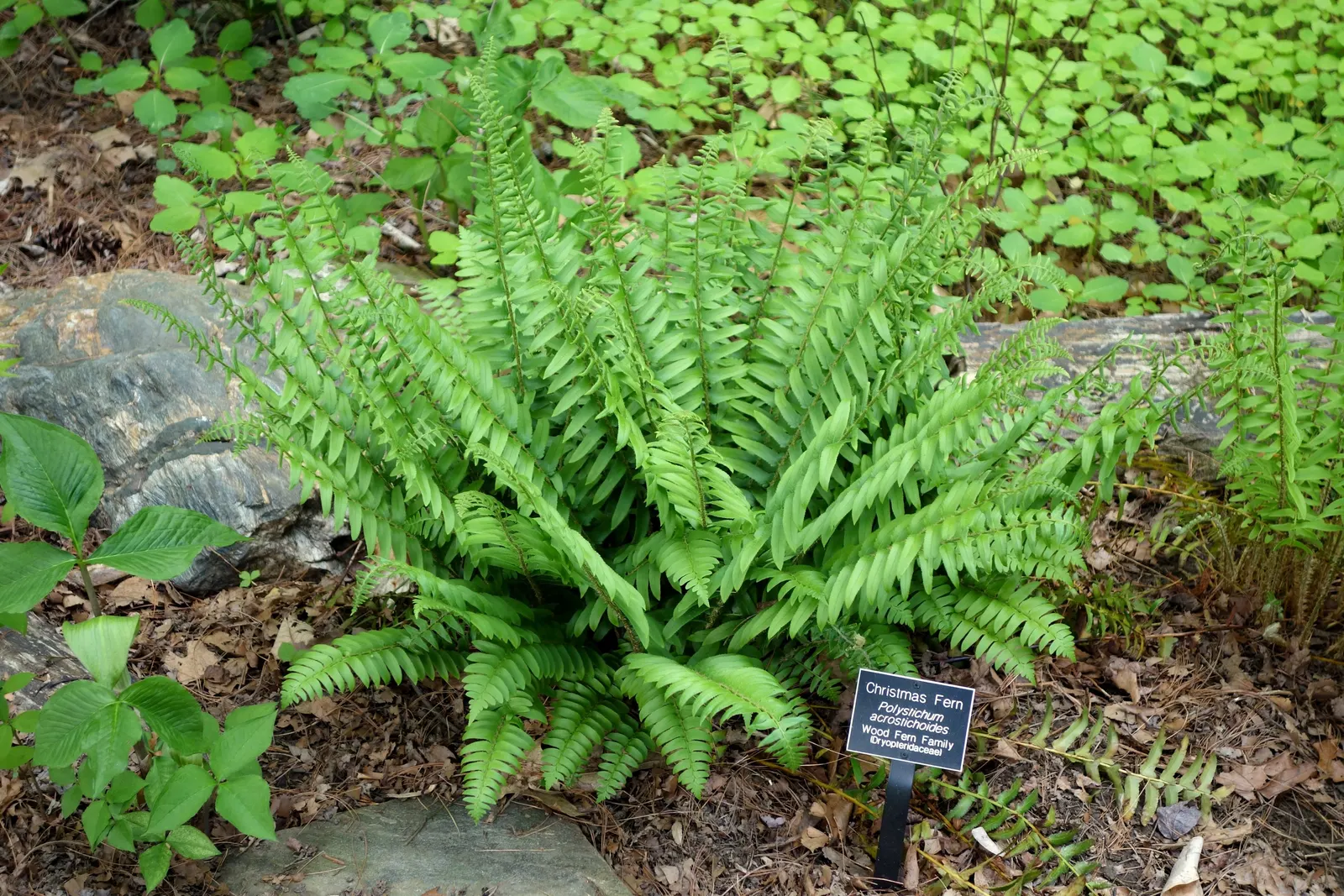 Christmas Fern (Polystichum Acrostichoides) — commonly referred to as the Christmas fern, image 43