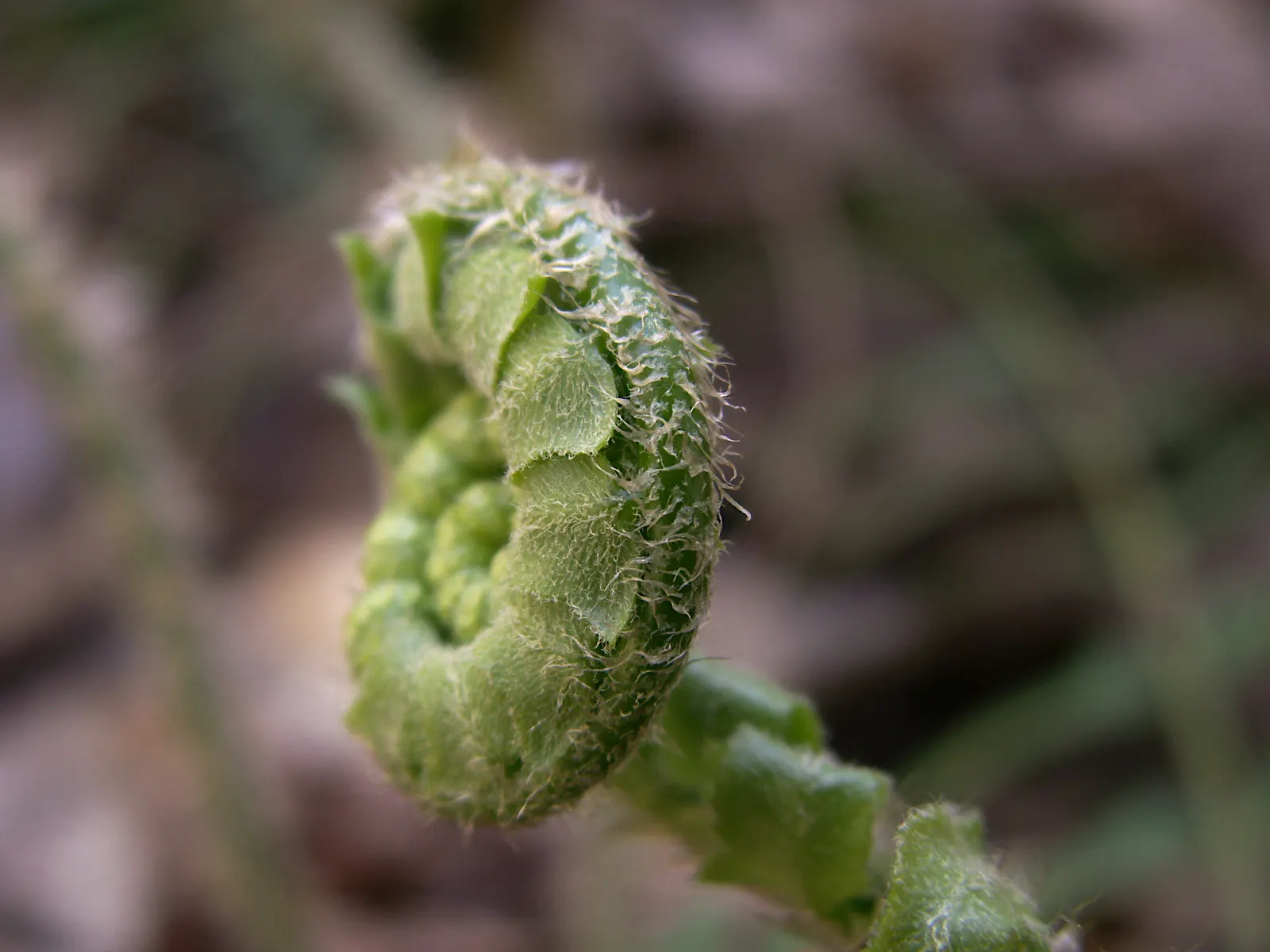 Christmas Fern (Polystichum Acrostichoides) — Ideal for naturalized areas