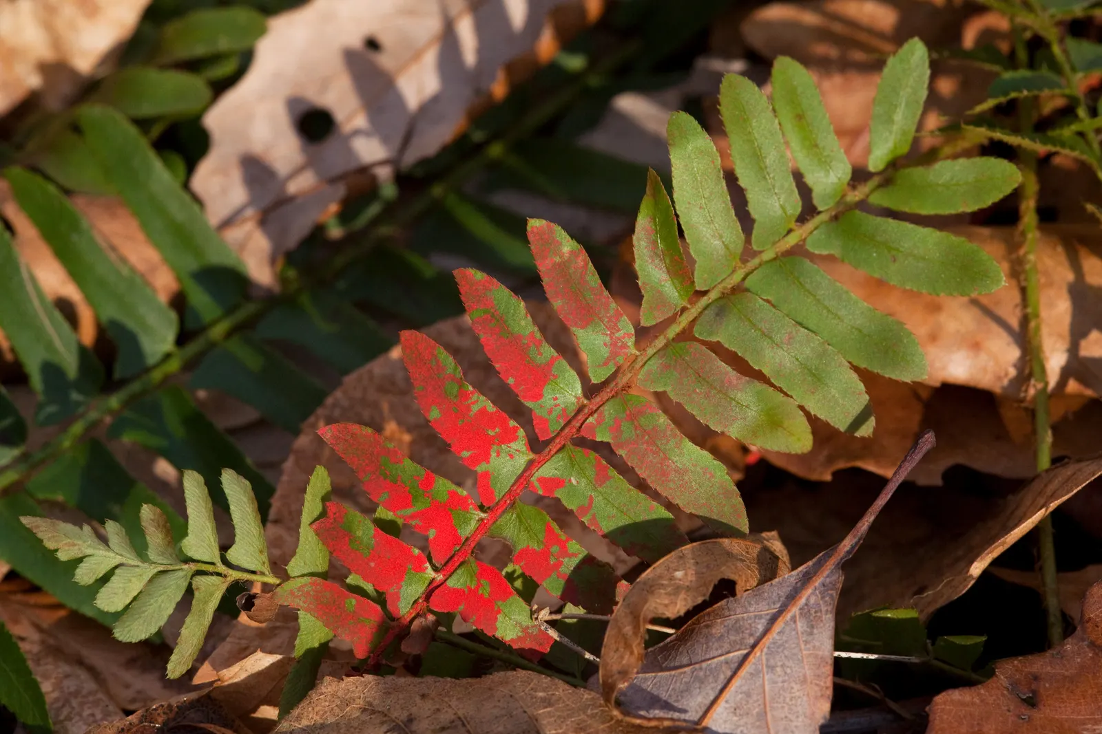 Christmas Fern (Polystichum Acrostichoides) — displaying optimal growth in part to full shade and moist; acidic to neutral soil with rich organic, image 80