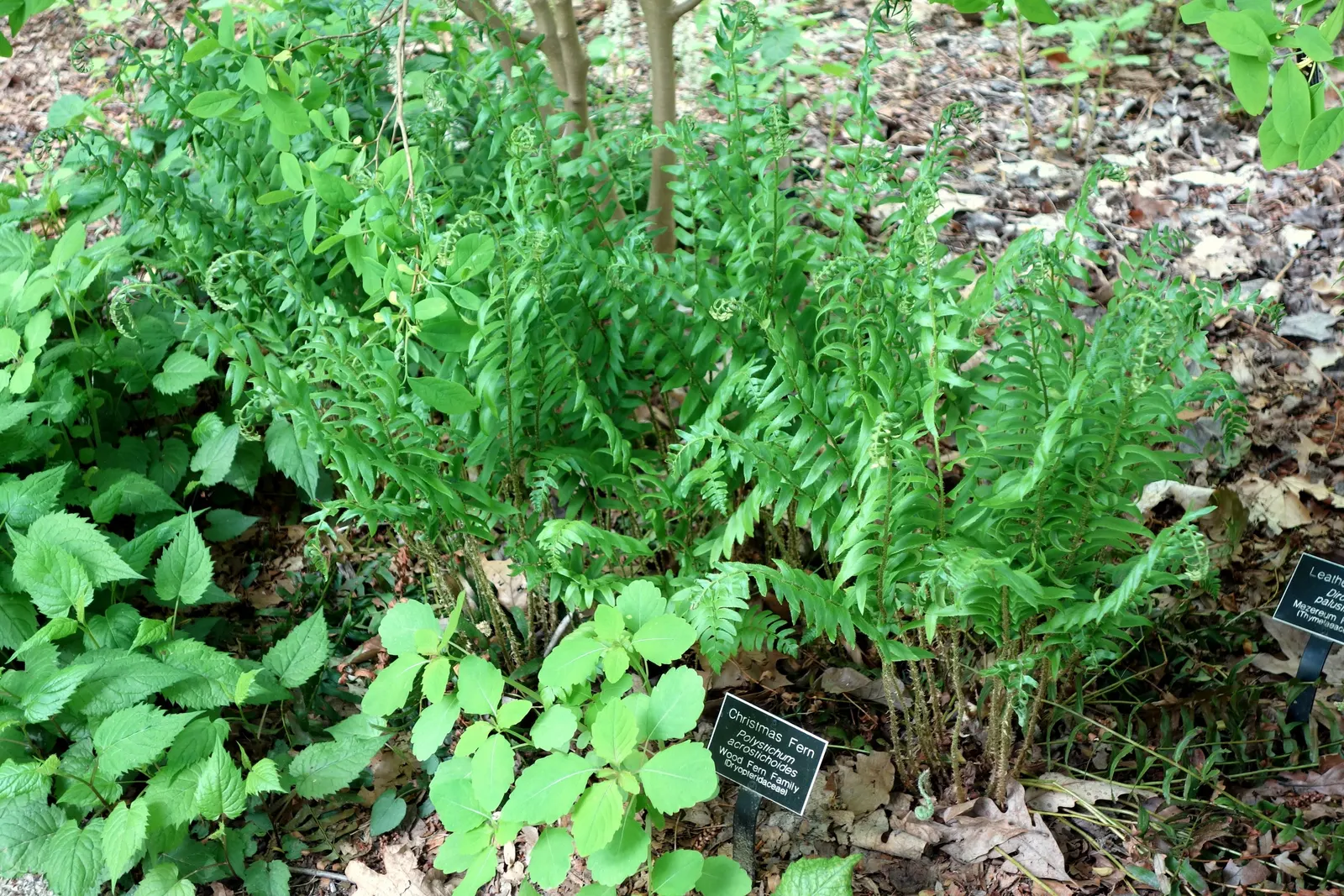 Christmas Fern (Polystichum Acrostichoides) — lance-shaped fronds can reach 1-2 feet in length; remaining lush even in winter landscapes, image 38