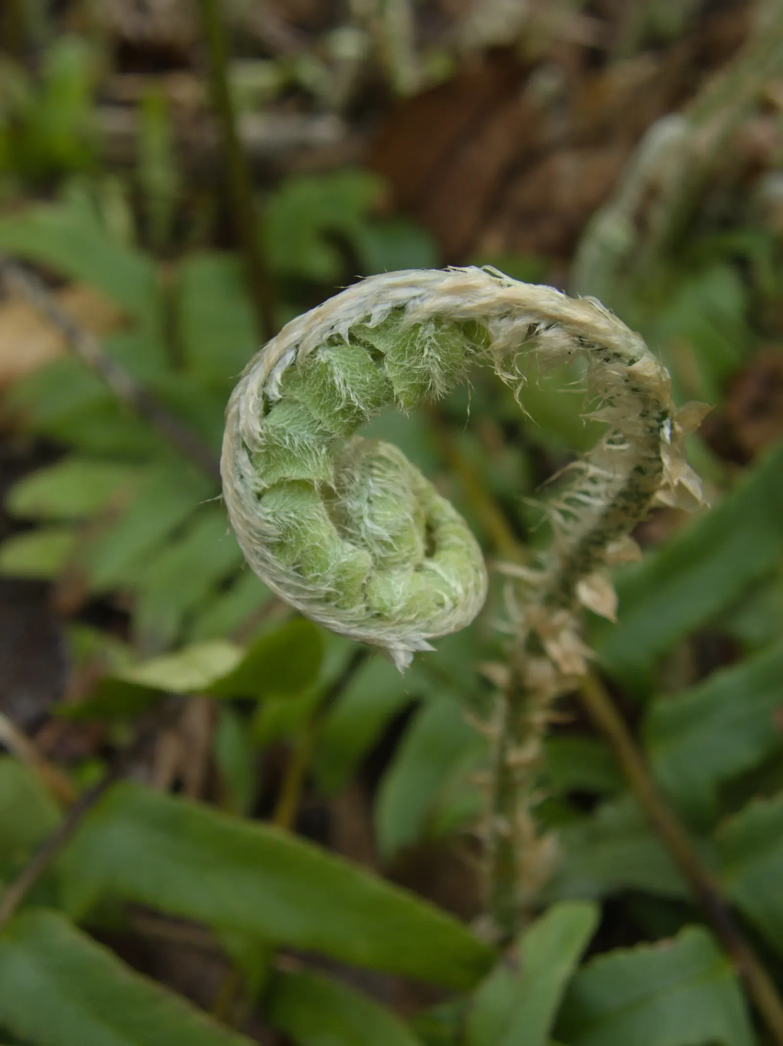 Christmas Fern (Polystichum Acrostichoides) — remaining lush even in winter landscapes