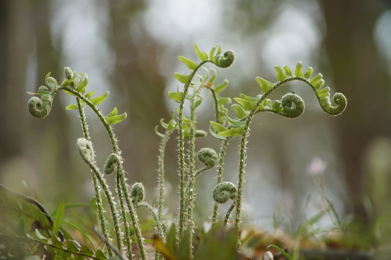 Christmas Fern (Polystichum Acrostichoides) — It thrives in partial to full shade and prefers moist, well-drained soil; commonly known as the, image 71