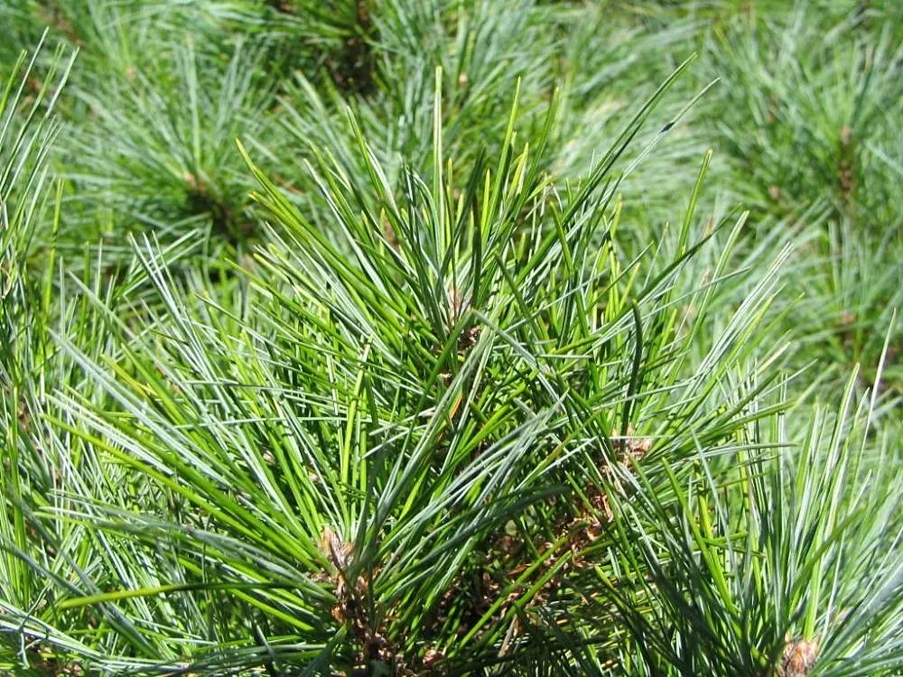 Dwarf White Pine (Pinus Strobus 'Nana') — Its delicate appearance adds texture and year-round interest to landscape designs