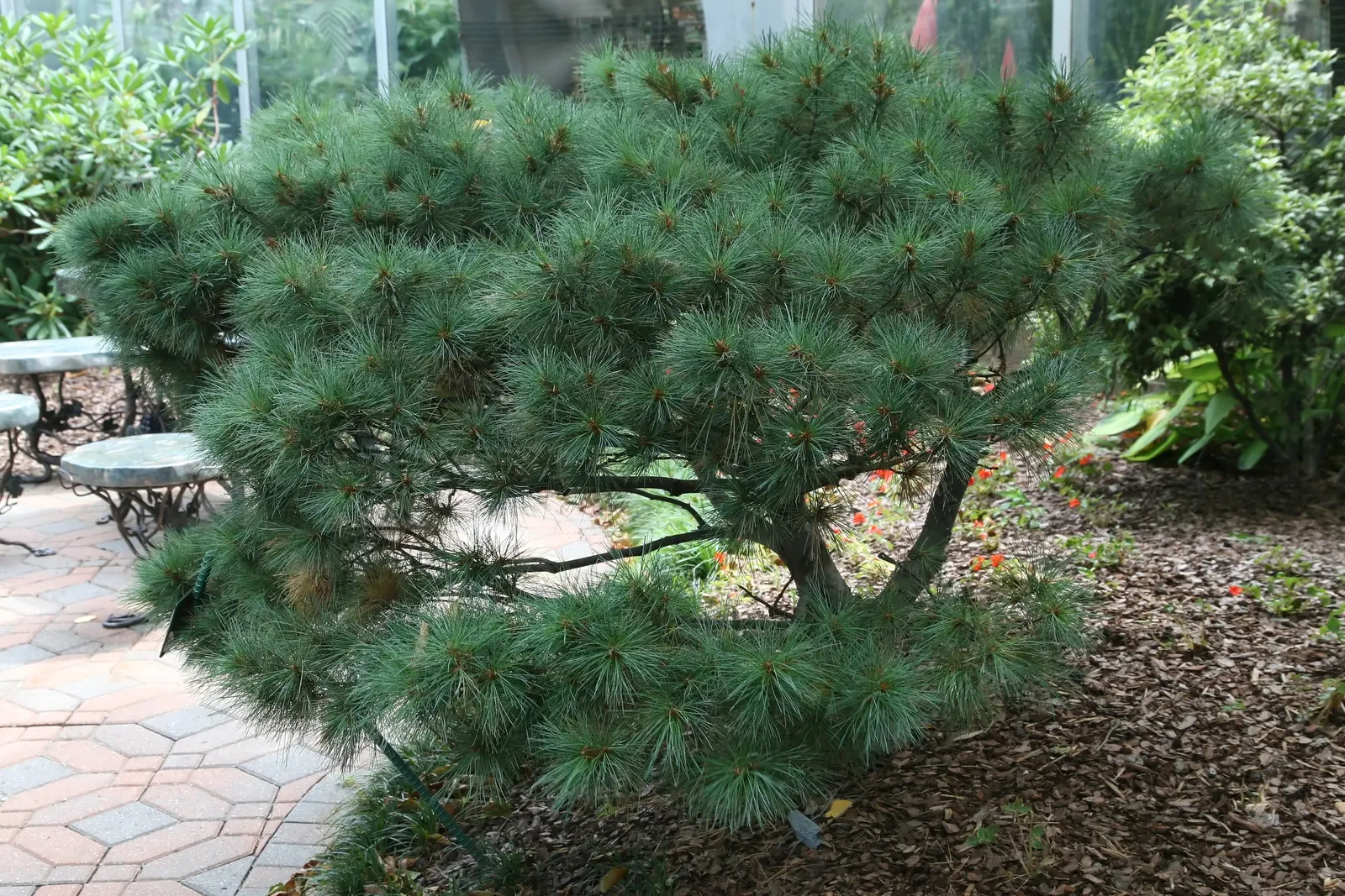 Dwarf White Pine (Pinus Strobus 'Nana') — This low-maintenance conifer prefers well-drained soil and full sun to partial shade