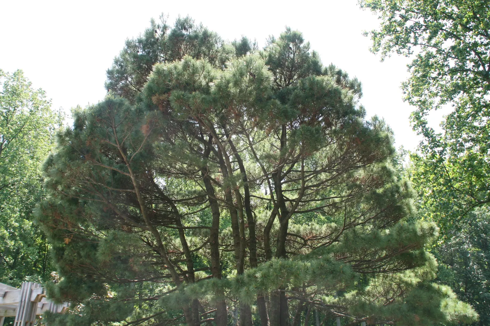 Dwarf White Pine (Pinus Strobus 'Nana') — or Pinus strobus 'Nana,' is a compact