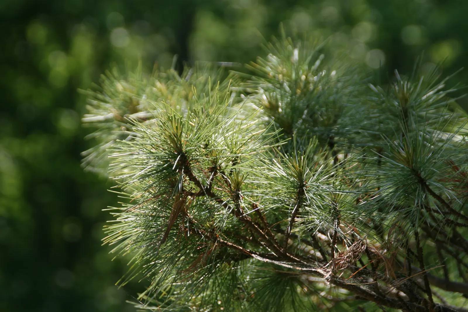 Dwarf White Pine (Pinus Strobus 'Nana') — The Dwarf White Pine (Pinus strobus 'Nana') is a compact evergreen with soft, fine needles in groups of five