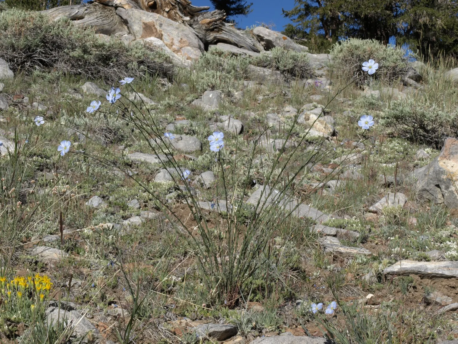 Dwarf White Pine (Pinus Strobus 'Nana') — characterized by a globular habit that will mature to a stately 3 to 5 feet in height and spread