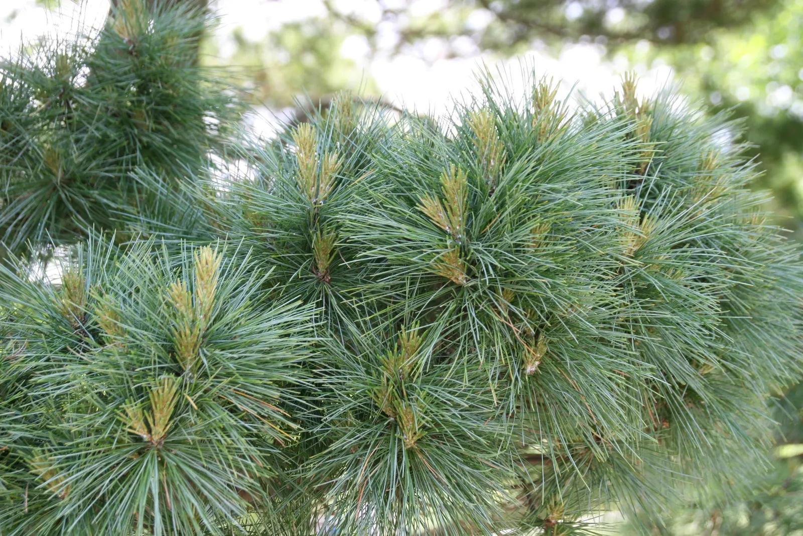 Dwarf White Pine (Pinus Strobus 'Nana') — slow-growing conifer ideally suited for residential gardens or landscape designs with limited space