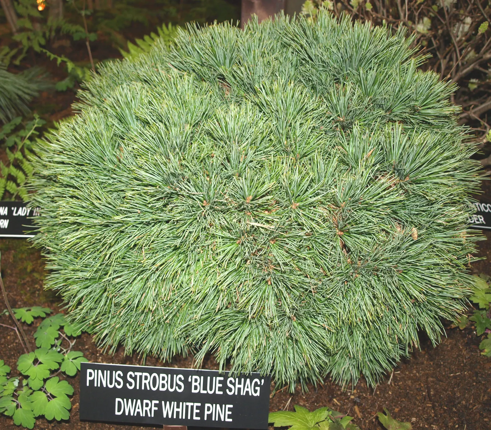 Dwarf White Pine (Pinus Strobus 'Nana') — globular form matures gently to a height of 3-5 feet and a spread of 2-4 feet