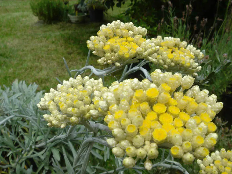 Strawflower (Helichrysum Orientale) — Though it prefers these dry; it sports clusters of tiny yellow flowers in summer, which attract pollinators